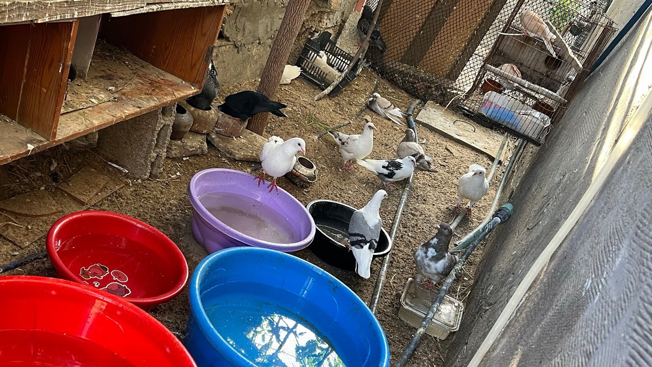 كيف نحمّي الحمام 🕊️🐦 شوفوا كيف الطير بيحب النظافة 😊👌