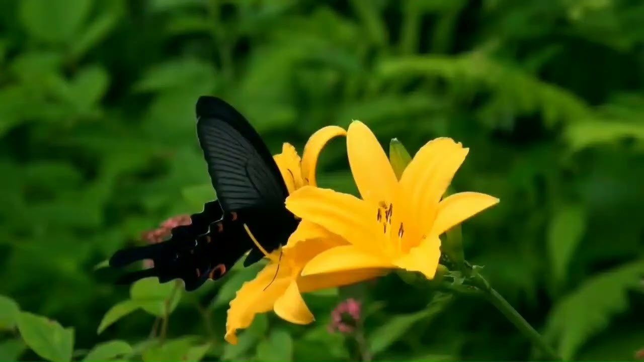 Relaxing Piano Music, Meditation Music