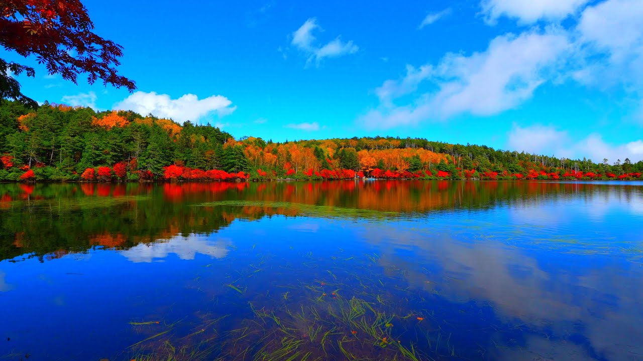Пруд Ширакома — самая трогательная осенняя листва, которую я когда-либо видел!