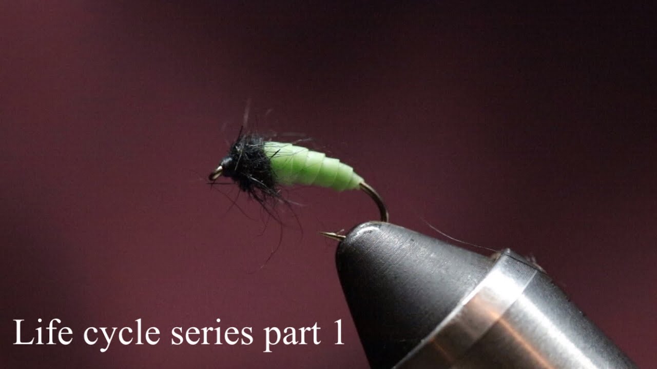 Life cycle series part 1 Grannom caddis larvae flytying flyfishing wildtrout caddis YouTube