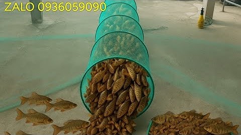 Cung cấp lú dớn chặn sông. Cung cấp xăm dớn chặn sông. Dớn chặn sông bắt cá. Đuôi chuột bắt cá.