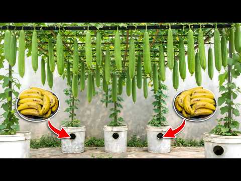 No Garden Needed! Grow Sponge Gourd In A Plastic Bucket Using Just Bananas