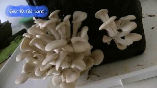 Faire pousser des Pleurotes BIO (vidéo 1), culture maison de champignons