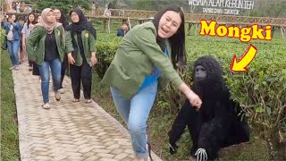 Monyet Nakal..!! Teriak Oh mami... || Funny video