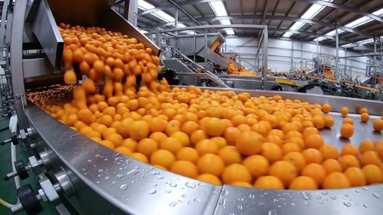 Costa Rica Kippte Tonnenweise Orangen In Einen Wald – Das Ergebnis War Schlichtweg Unvorstellbar