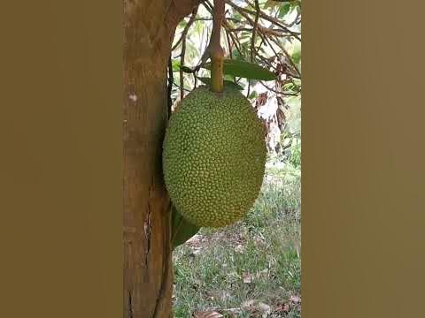 Джек фрут или хлебное дерево. Таиланд - YouTube