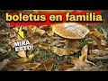 Un día mágico en el bosque: Buscando boletus 🍄‍🟫 con la familia!! #boletus #mushroom #nature #fungi 