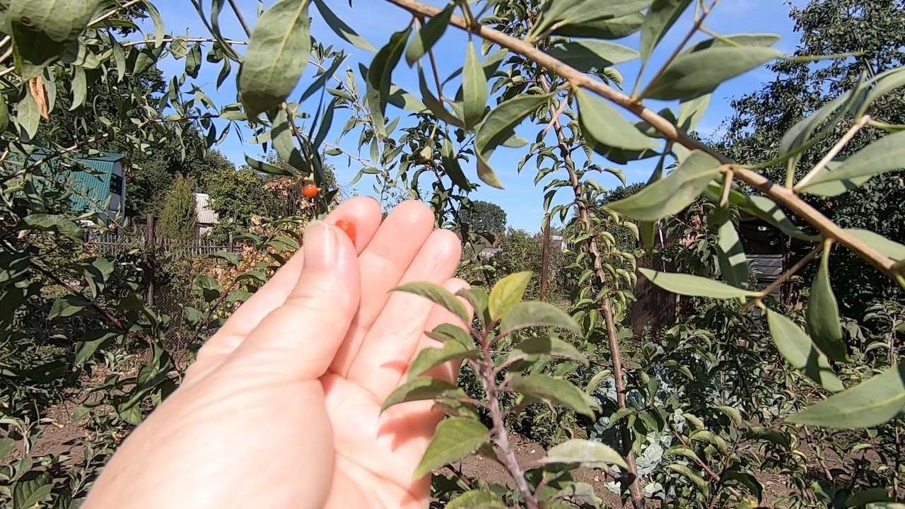 Goji Berries: How They Grow and Fruit in Central Russia. From Seed to Harvest.