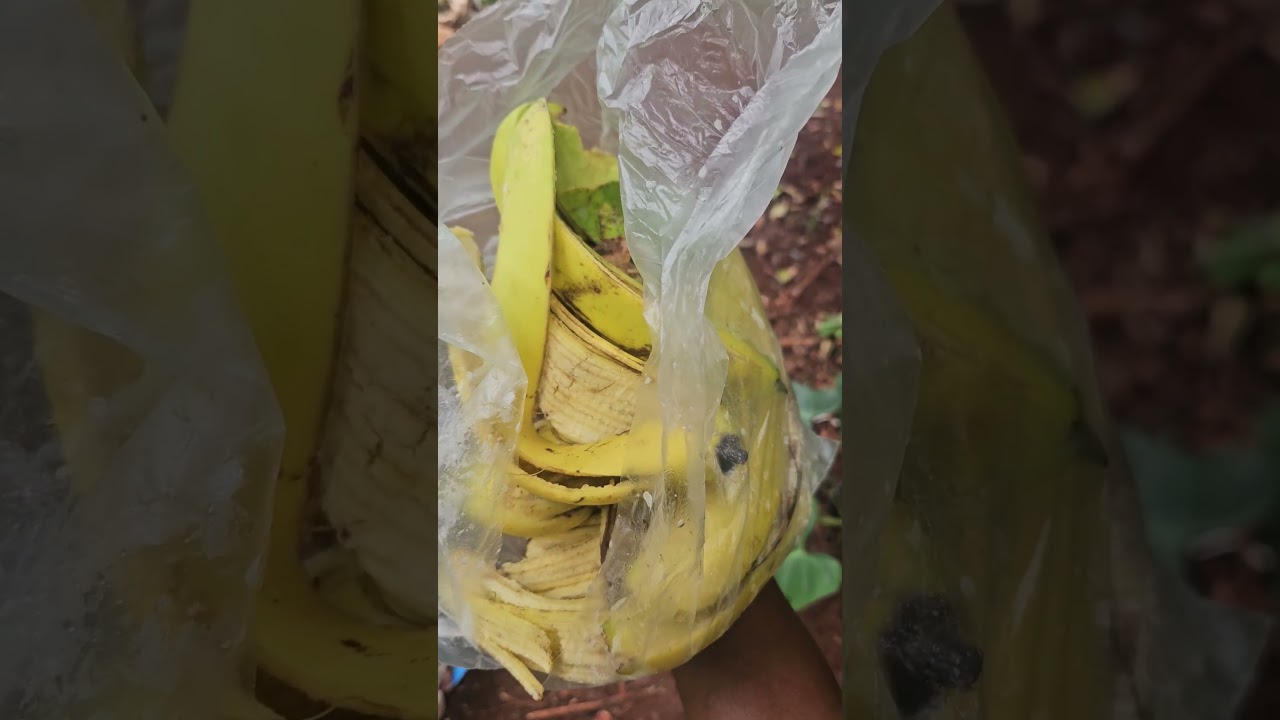 Как приготовить чай из банановой кожуры для подкормки растений