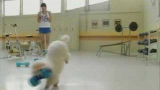 Download Lagu SmartHeart Gold Poodle MP3