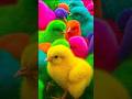 Ayam Lucu, ayam warna warni, ayam rainbow, kelinci lucu, bebek lucu, ikan koi, Hewan Lucu
