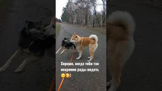 радость #youtube #tiktok #dog #рекомендации #акита #akita #приколы #смешно #шортс #shorts #хатико