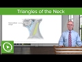 Triangles & Subdivisions of the Neck – Head and Neck Anatomy | Lecturio