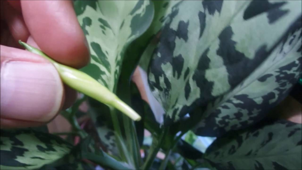 アグラオネマ ピクタムの花芽を摘みます Youtube