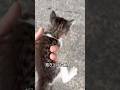 1匹保護しようとしたらどうも様子がおかしい #子猫 #かかったにゃ #shorts #保護猫