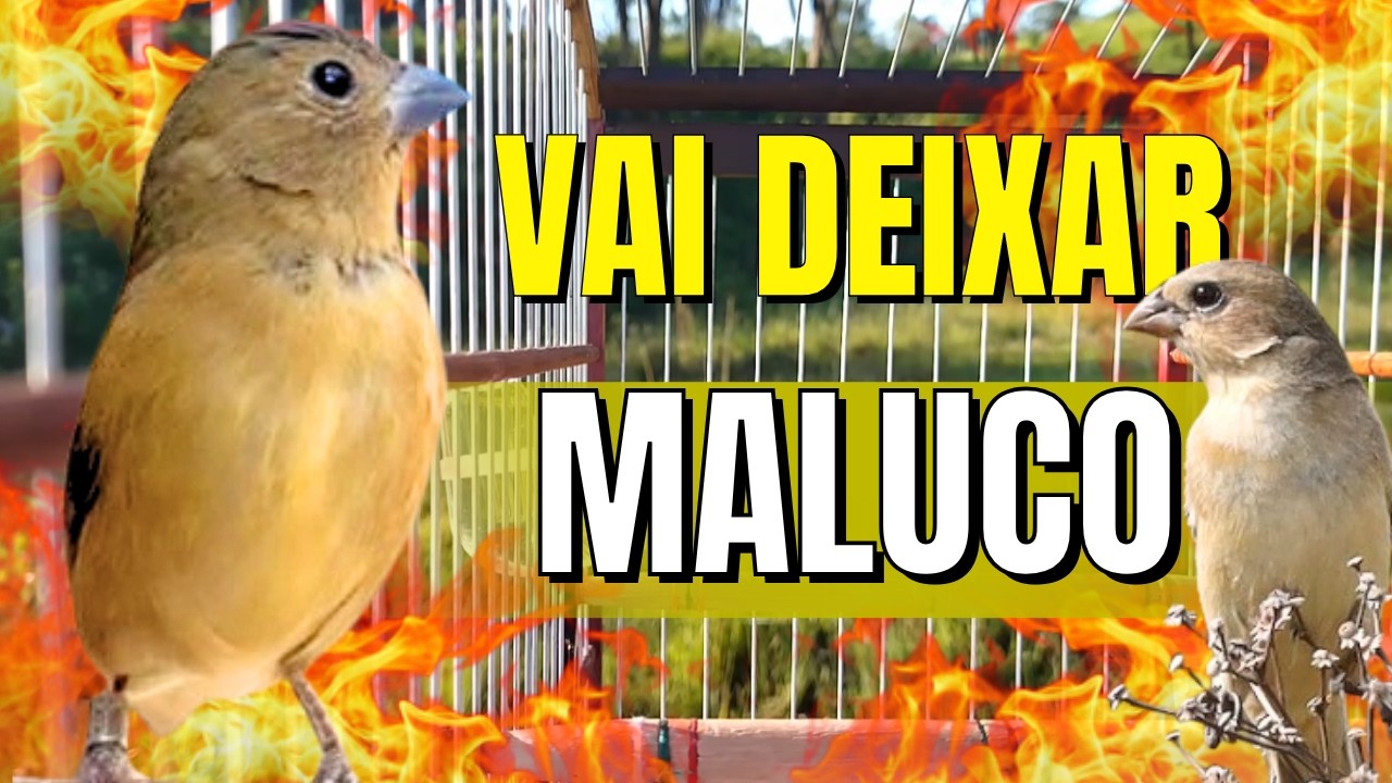 FÊMEA DE COLEIRO CHAMANDO MUITO QUENTE FOGOSA E PIANDO - ESQUENTE SEU COLEIRO FRIO