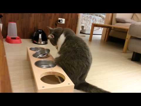 《到府貓代養》小嚕挖碗吵著吃飼料
