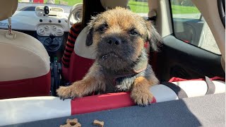 Gizmo's birthday weekend away 🐾🐾🏰🎂 by Gizmo The Border Terrier 🐾🐕 1,533 views 8 months ago 3 minutes, 36 seconds