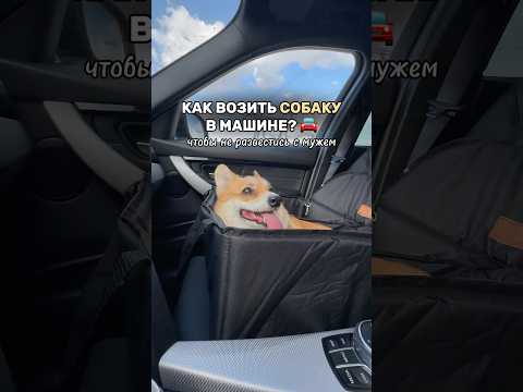 КАК ПУТЕШЕСТВОВАТЬ С СОБАКОЙ? WB: 269936868 - нейтрализатор #машина #путешествие #бмв #собака