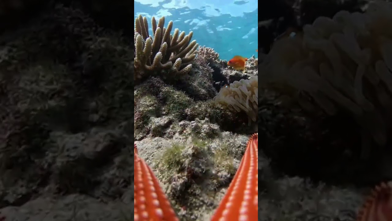 ติดกล้องไว้ที่ปลาดาว