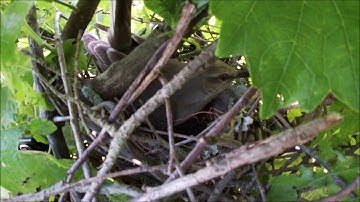 Mockingbird building a nest