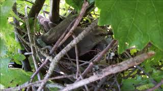 Mockingbird building a nest