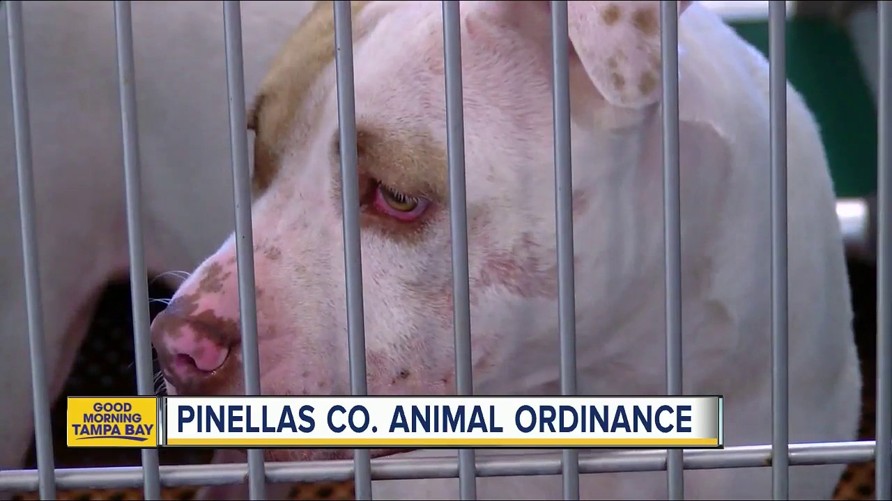 Pinellas County Animal Ordinance YouTube