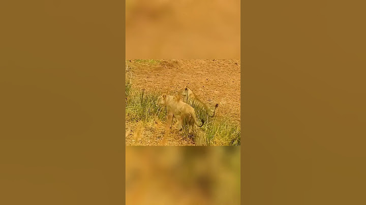 Lions, Hyenas, and Unexpected Rescues: Nature's Drama!