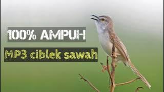 SUARA PIKAT CIBLEK SAWAH,,, Dijamin langsung lengket