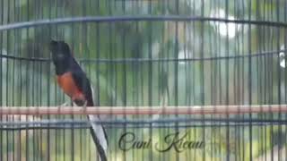 Download Lagu Murai Gacor Emosi 💯 Hott 🤩‼️ @cunikicau4515 MP3