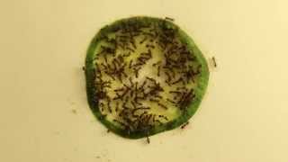 Ants vs Cucumber in 20 Seconds