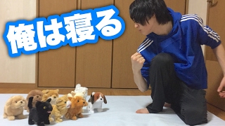 眠い俺vs超うるせぇ犬猫のおもちゃ。