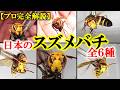 日本の大型スズメバチ全６種【プロガイドが解説】