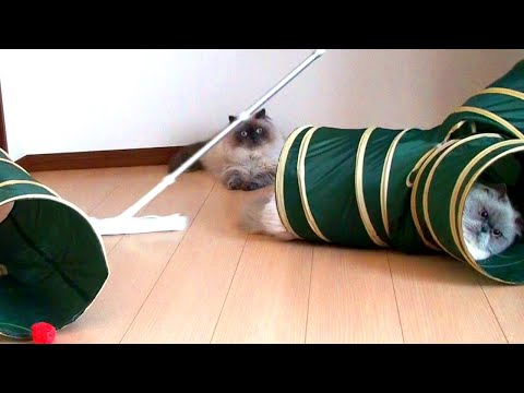 時々やりたくなるのがトンネル遊びです【ヒマラヤン猫】