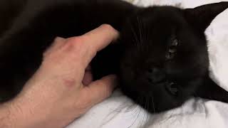 Cuddly cat purring