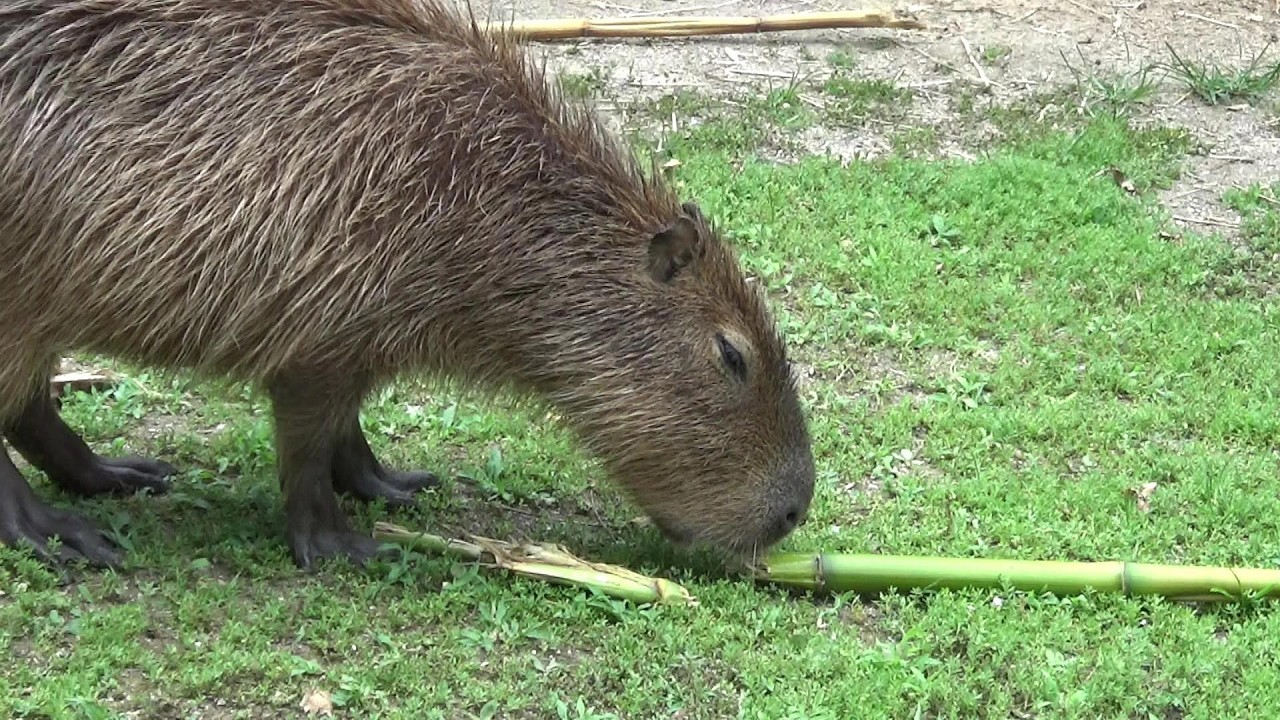 カピバラ子　1002 長崎】すくすく育ってね！ カピバラ赤ちゃんが3匹誕生 | プラス | 福岡