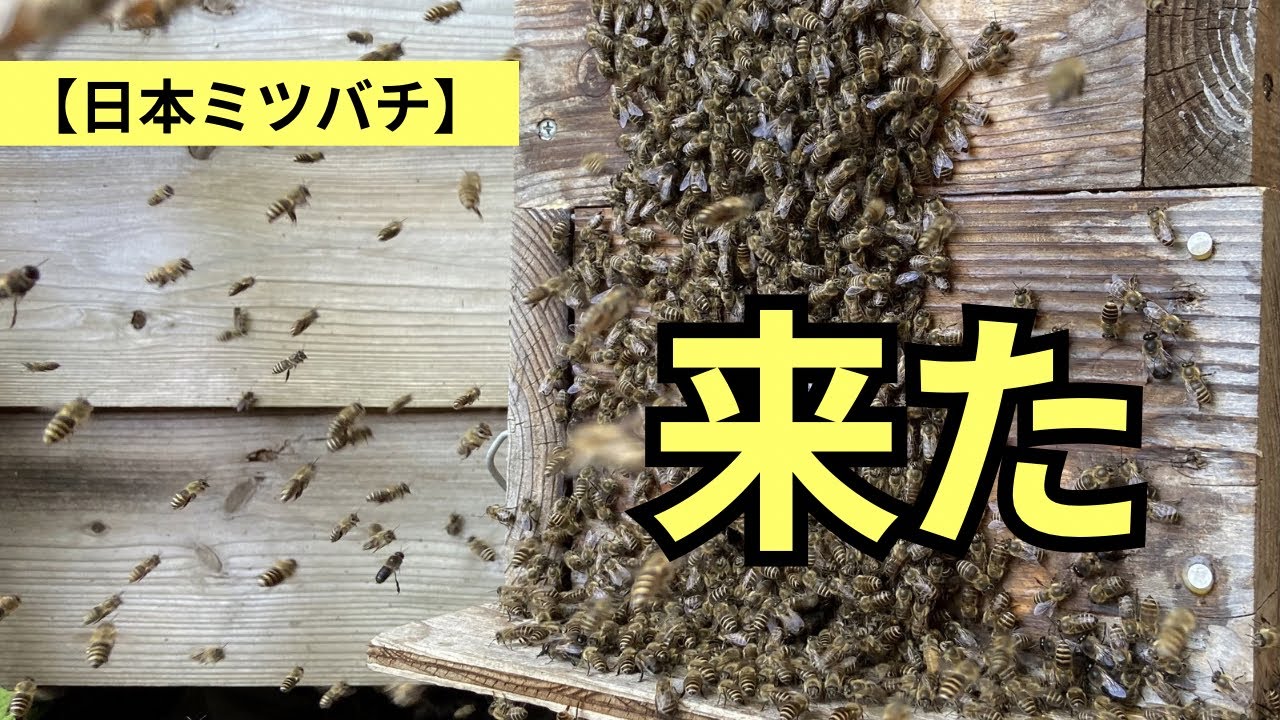 Japanese honeybees] They arrived and then moved in right away