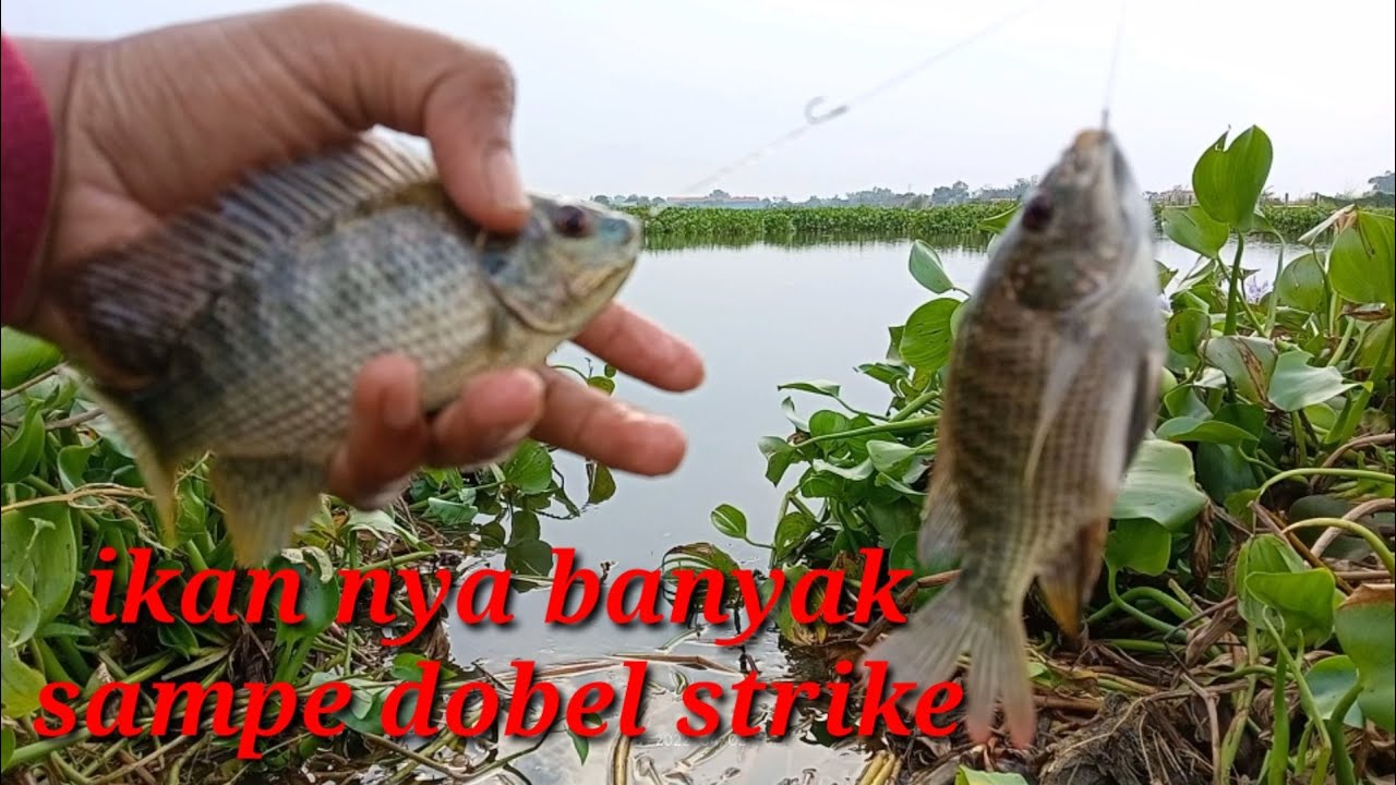 MANCING DI SPOT VIRAL SIDOARJO // LIARAN SPOT VIRAL SIDOARJO 