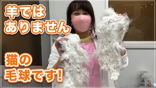 【ベンジャミンちゃん】羊のような毛球が取れちゃいました。いつものトリマーさんが産休のためお手入れ出来なくてエライ事になってしまいました【チンチラ】