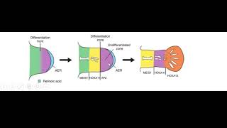 Limbs are developing II Muscles are migrating II How II Explained by Dr Fatema Johora