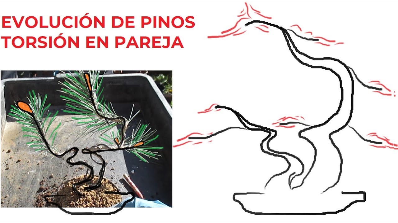 CÓMO FORMAR BONSÁIS DE PINOS DESDE CERO ֍ TORSIÓN DE PLANTONES DE PINO (PARTE 2º) 🌲✅