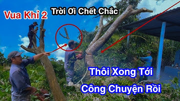 Quá Hồi Hộp Vua Khỉ Miền Tây 2 Cưa Ba Cây Xoài Cát Ngã Qua Vườn Người Ta