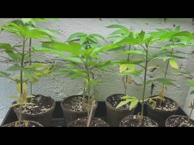 Ny Plan Would Allow Recreational Weed Growing At Home