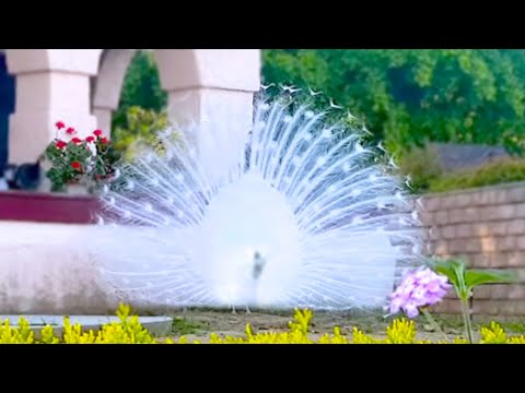 15 Most Beautiful Birds on Planet Earth