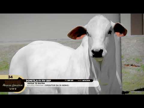 LOTE 34   DOMITILA IV FIV BSP   BSP 233 zap
