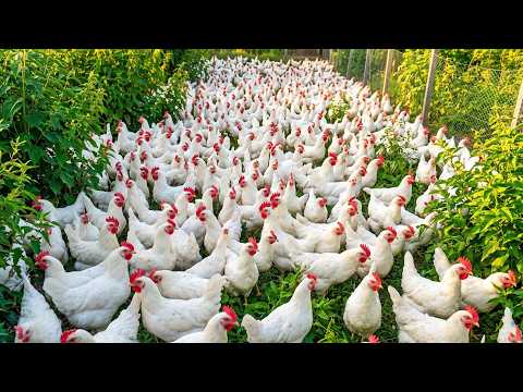 135 Days of Keeping Chickens — I Had No Idea This Would Happen