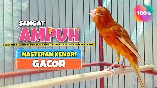Masteran Kenari Paud Agar Cepat Bunyi || Suara Pancingan Kenari Gacor #30 Masteran Kenari Paud Agar Cepat Bunyi || Suara Pancingan Kenari Gacor #30