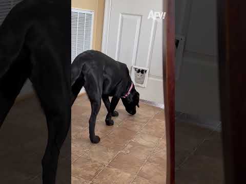 Wait till he notices the cat 😂😂😂