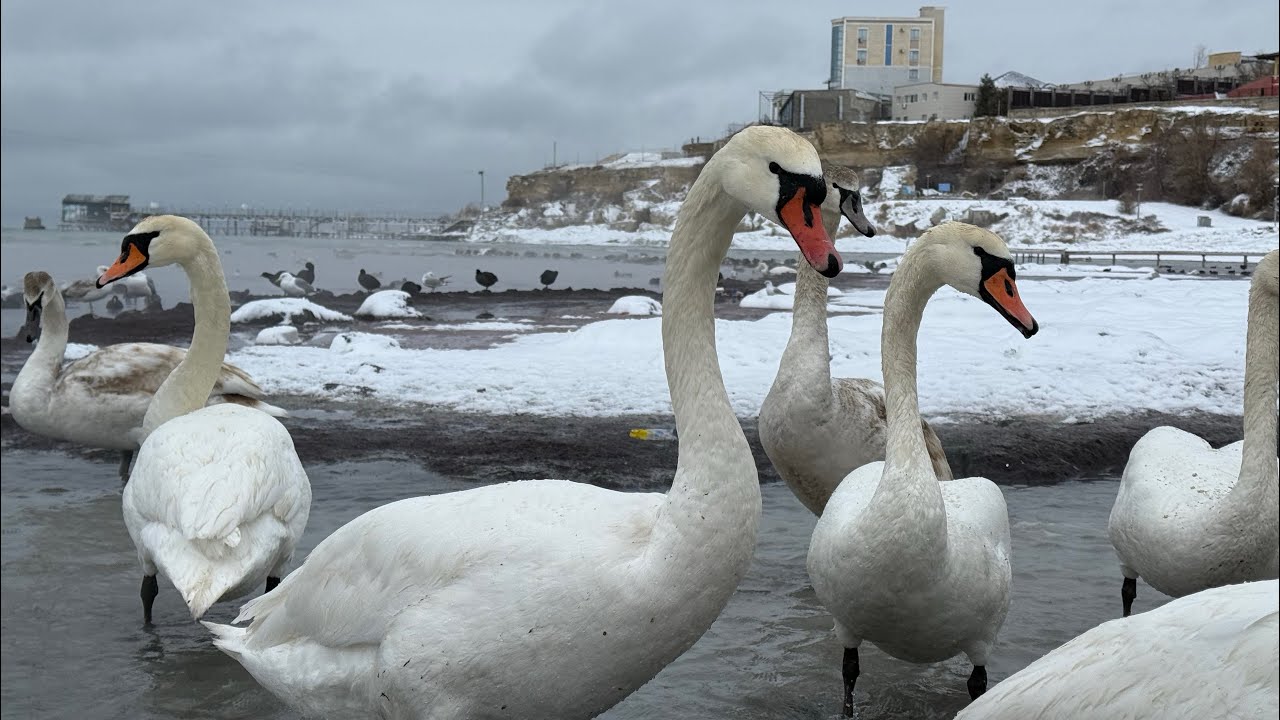Аққуларға 🦢 жем беру, Кормление лебедей, Feeding the Swans. #аққу #лебедь #swan #feeding #aқтау #рек
