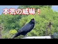 [ 震え上がるカラスのリキ]